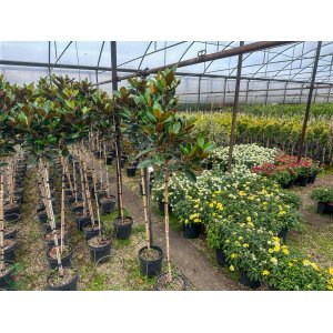 Magnólia veľkokvetá (Magnolia grandiflora) ´LITTLE GEM´ - výška 150-180 cm, kont. C7L (-21°C) - NA KMIENKU 
